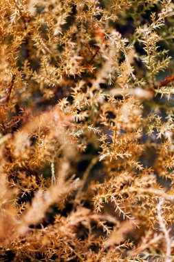 Doğadaki kurumuş ağaç kesme değirmenleri, sığ alan derinliğine dikkat edin.