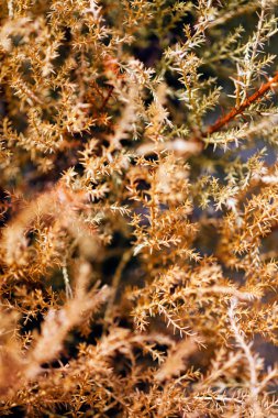 Doğadaki kurumuş ağaç kesme değirmenleri, sığ alan derinliğine dikkat edin.