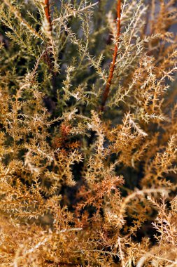 Doğadaki kurumuş ağaç kesme değirmenleri, sığ alan derinliğine dikkat edin.