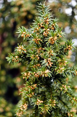 Ladin not alan sığ derinliği ile meyve, dalları