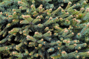 Doğadaki yeşil ağaç kesme değirmenleri, sığ alan derinliğine dikkat edin.