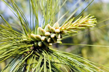 Genç köknar koni çam, Not alan sığ derinliği üzerinde