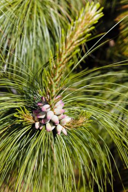 Genç köknar koni çam, Not alan sığ derinliği üzerinde