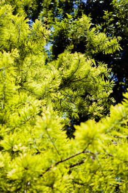 Not alan sığ derinliği güneşli bir bahar bırakır