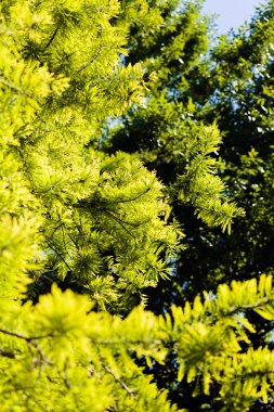 Not alan sığ derinliği güneşli bir bahar bırakır