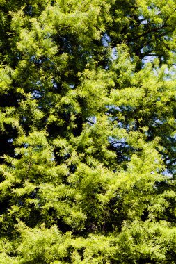 Güneşli bir günde kozalaklı ağaçlar, sığ alan derinliğine dikkat edin.