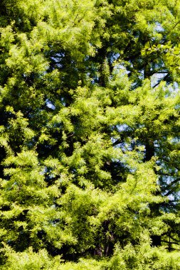 Güneşli bir günde kozalaklı ağaçlar, sığ alan derinliğine dikkat edin.