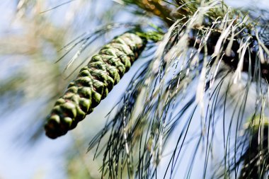 Çam ağacının üzerindeki yeşil köknar konisi, alanın sığ derinliğine dikkat et.