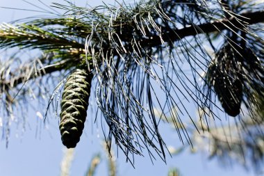 Çam ağacının üzerindeki yeşil köknar konisi, alanın sığ derinliğine dikkat et.