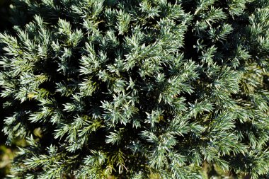 Güneşli bir günde kozalaklı ağaçlar, sığ alan derinliğine dikkat edin.