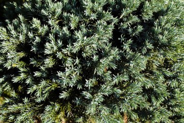 Güneşli bir günde kozalaklı ağaçlar, sığ alan derinliğine dikkat edin.