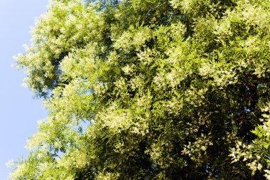 Güneşli bir günde kozalaklı ağaçlar, sığ alan derinliğine dikkat edin.