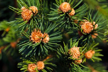 Köknar, not alan sığ derinliği üzerinde genç köknar koni