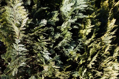 Doğada kozalaklı dallar, alan derinliğine dikkat edin.