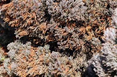 Doğada nadir bulunan kahverengi kozalaklı ağaçlar, yüzeyin derinliğine dikkat edin.