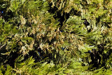 dalları meyvelerini Avrupa porsuk, not alan sığ derinliği ile