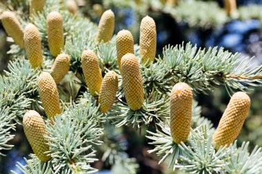 koni üzerinde dalları makinaları