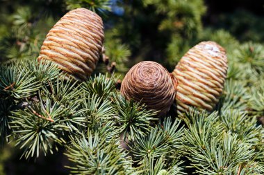 koni üzerinde dalları makinaları