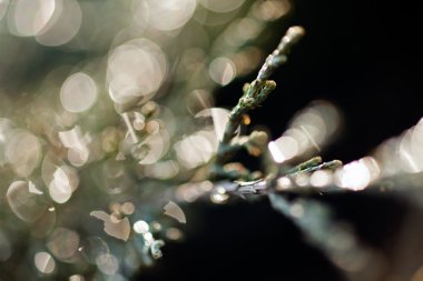 Soyut dalları iğne yapraklılar