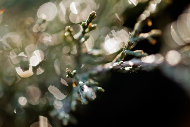 Soyut dalları iğne yapraklılar