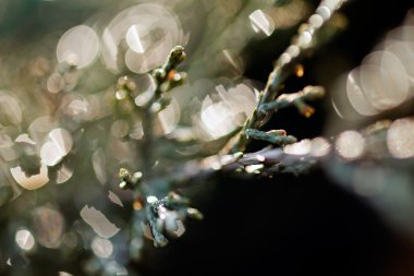 Soyut dalları iğne yapraklılar