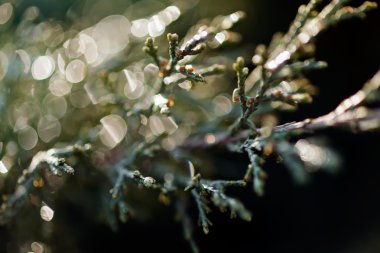 Soyut dalları iğne yapraklılar