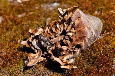 kırık köknar koni