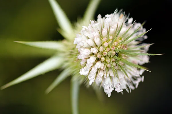 Witte Stekelige Plant Focus Groene Achtergrond Opmerking Ondiepe Scherptediepte — Stockfoto