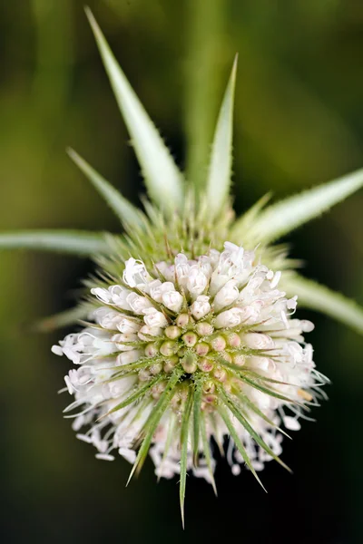 Witte Stekelige Plant Focus Groene Achtergrond Opmerking Ondiepe Scherptediepte — Stockfoto