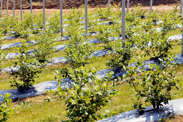 种植蓝莓幼苗 注意田野的浅层深度 — 图库照片