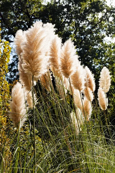 Pampas Grass Nature Note Shallow Depth Field — Stock Photo, Image