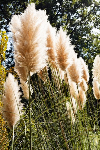 Pampas Grass Nature Note Shallow Depth Field — Stock Photo, Image