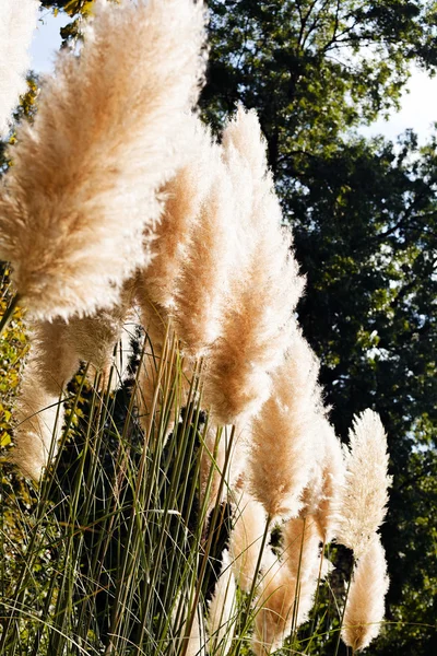 Pampas Grass Nature Note Shallow Depth Field — Stock Photo, Image