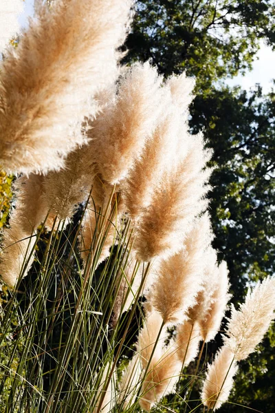 Grama Pampas Natureza Observe Profundidade Rasa Campo — Fotografia de Stock