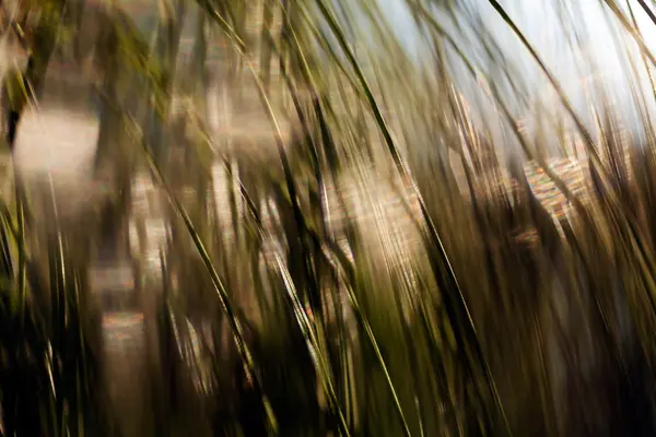 Napfény segítségével a larches — Stock Fotó