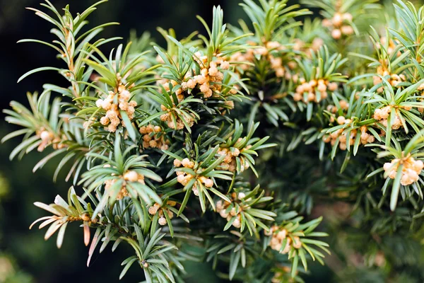 Fichtenzweige Mit Früchten Beachten Sie Geringe Schärfentiefe — Stockfoto