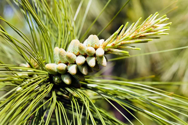 Jeune Cône Sapin Sur Pin Note Faible Profondeur Champ — Photo