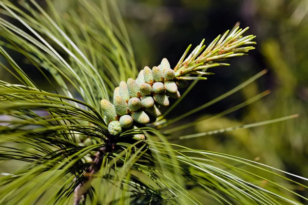 Young Fir Cone Pine Note Shallow Depth Field — Stock Photo, Image