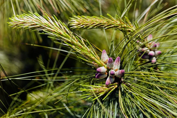 Young Fir Cone Pine Note Shallow Depth Field — Stock Photo, Image