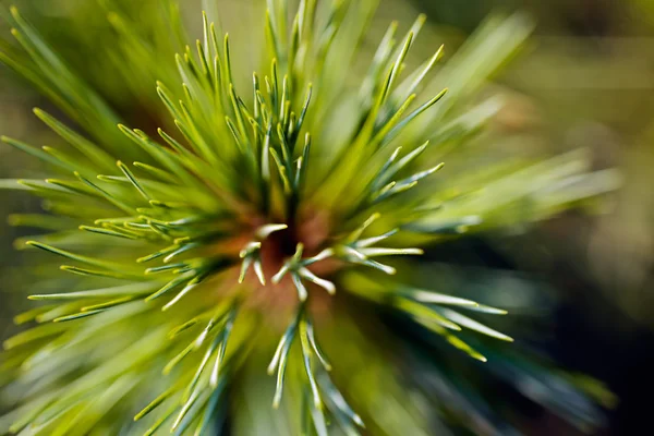 Ramas Abstracción Árboles Siempreverdes Nota Poca Profundidad Campo — Foto de Stock