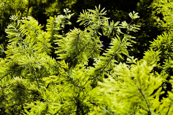 Not alan sığ derinliği güneşli bir bahar bırakır