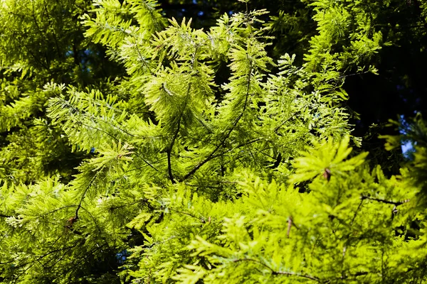 Hojas Primavera Día Soleado Nota Poca Profundidad Campo —  Fotos de Stock