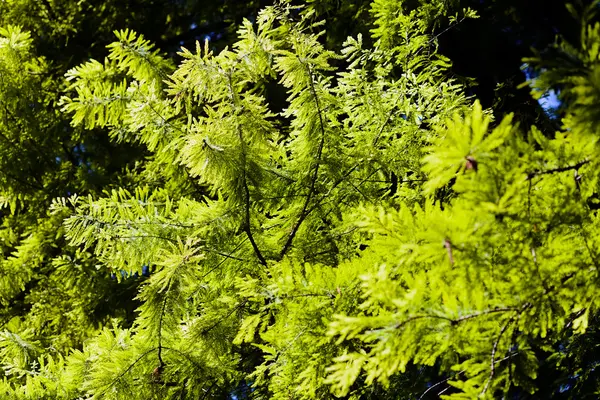 Leaves Spring Sunny Day Note Shallow Depth Field — Stock Photo, Image