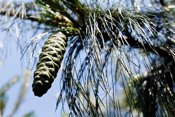 Young Green Fir Cone Pine Note Shallow Depth Field — Stock Photo, Image