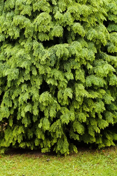 Coníferas Día Soleado Naturaleza Nota Poca Profundidad Campo —  Fotos de Stock