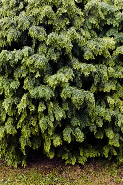 Ramos Coníferas Natureza Observe Profundidade Campo Rasa — Fotografia de Stock