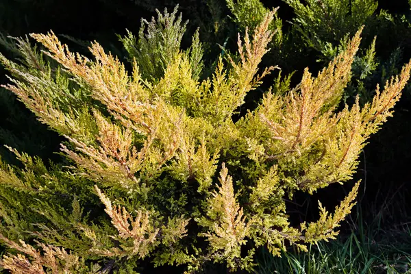 Ramos Coníferas Natureza Observe Profundidade Campo Rasa — Fotografia de Stock