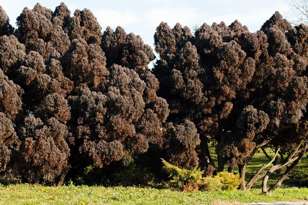 Muy Raras Coníferas Marrones Naturaleza Nota Poca Profundidad Campo —  Fotos de Stock