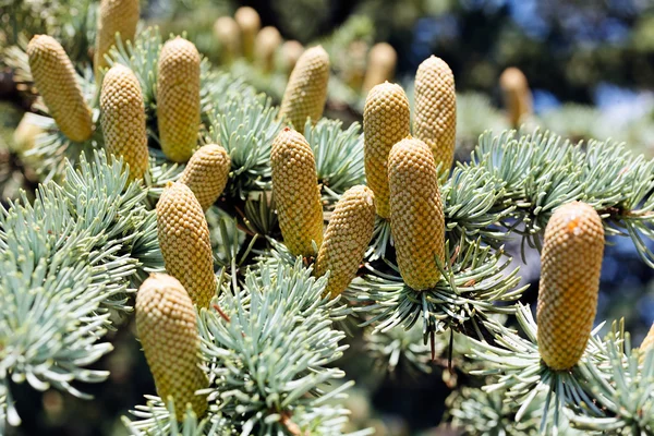 Cones on branches sawmills — Stock Photo, Image