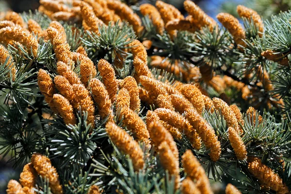 Cones on branches sawmills — Stock Photo, Image